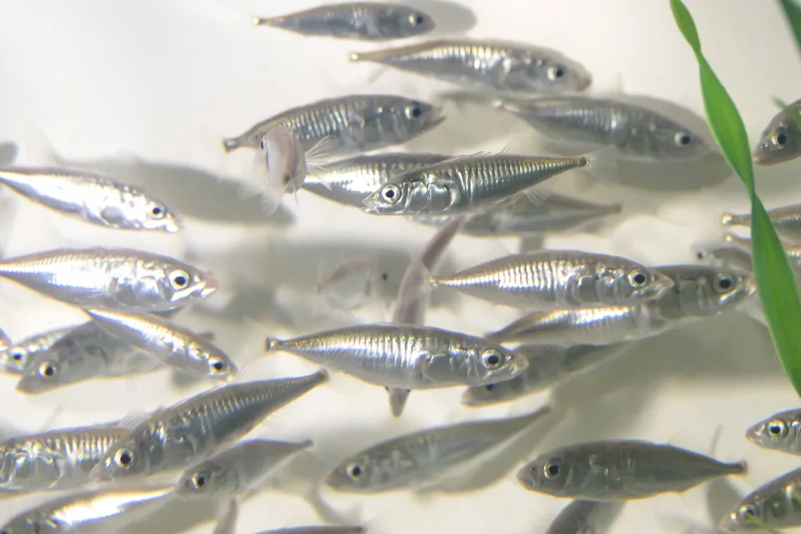 A group of small, silvery fish swimming together in clear water, with a green plant visible to the side.