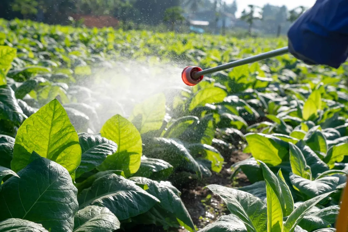 Person spraying pesticide on a field on a sunny day.