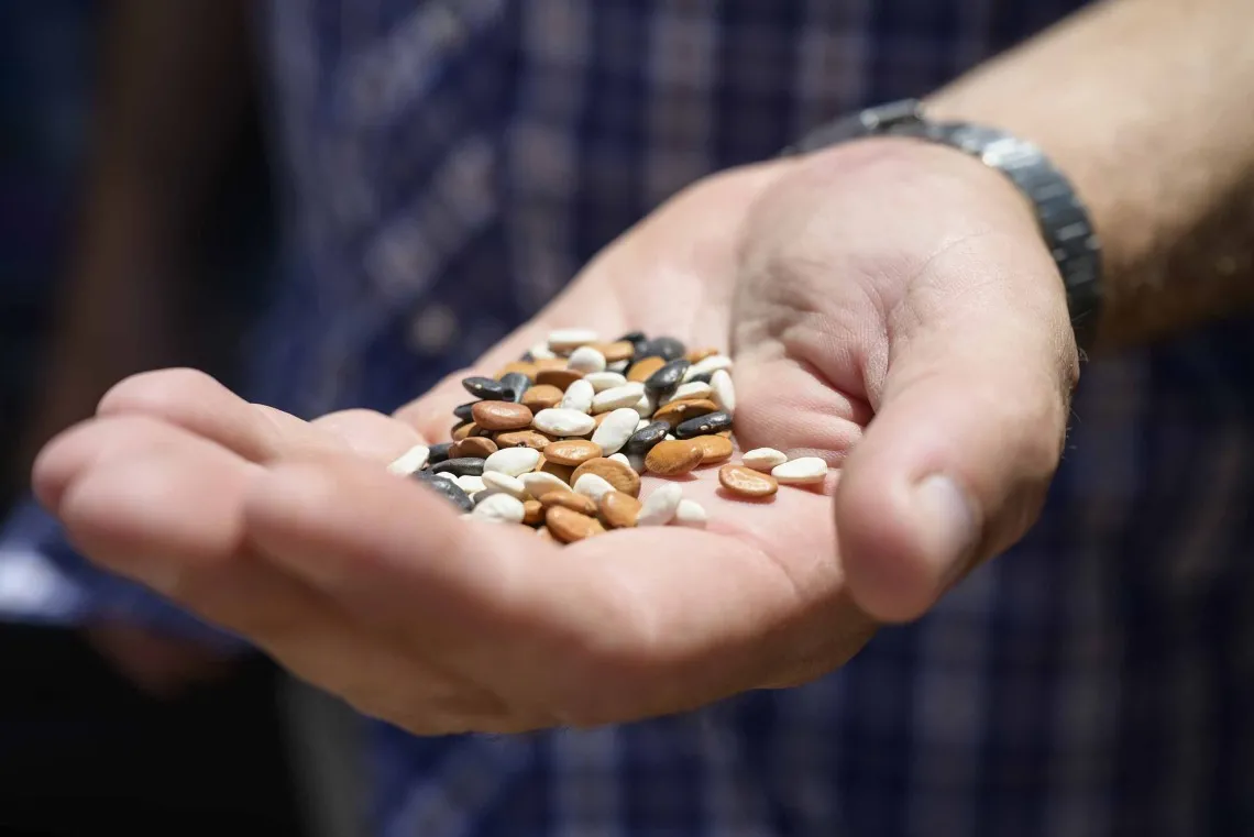 A person's cupped hands holding a variety of colorful beans.