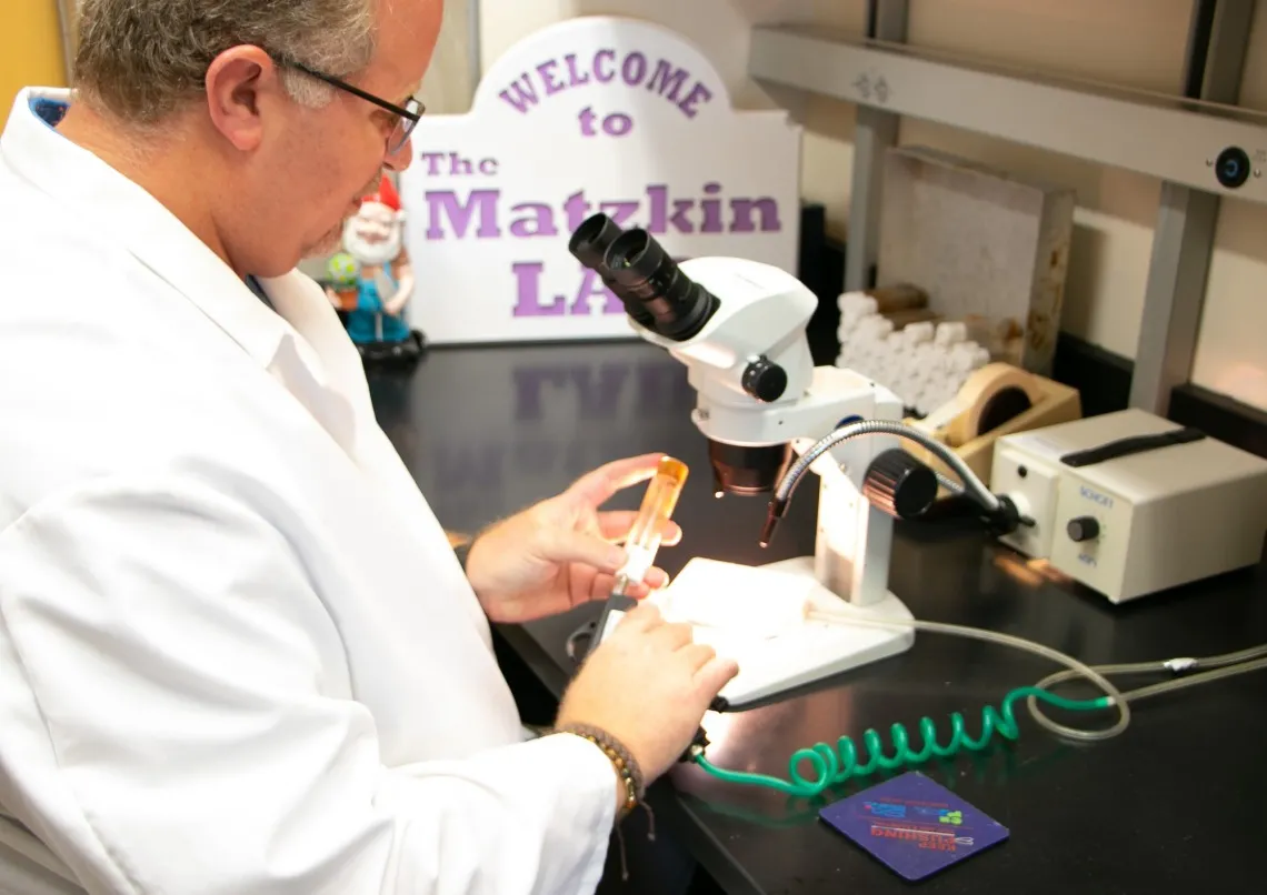 A scientist works with a microscope and other lab equipment in the Matzkin Lab, focusing intently on a small specimen.