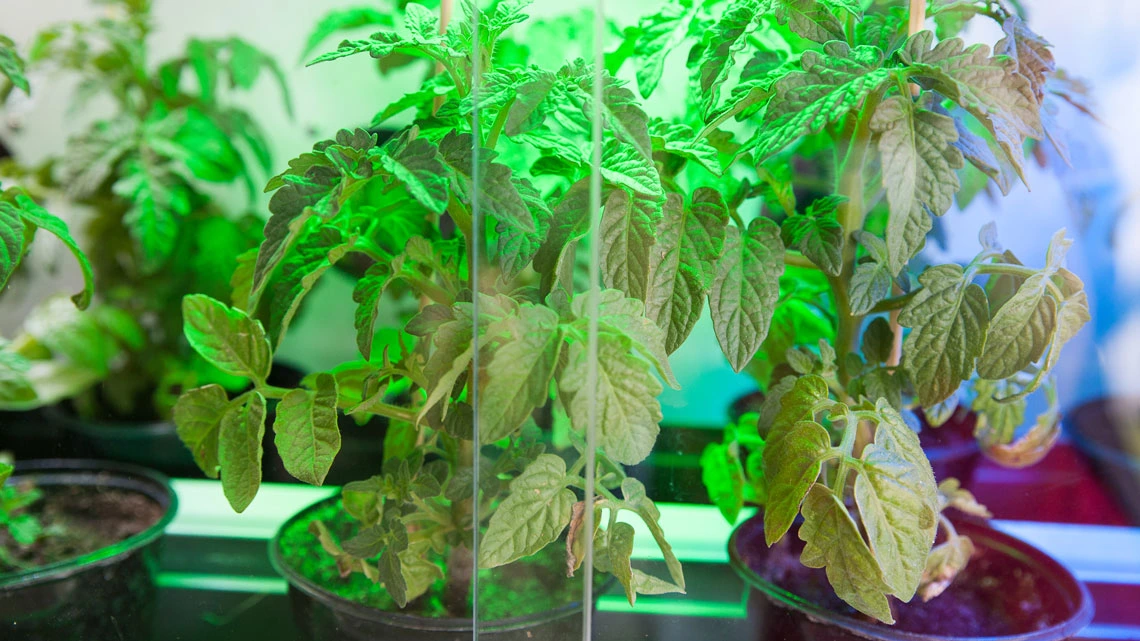 Green potted plants growing in a greenhouse