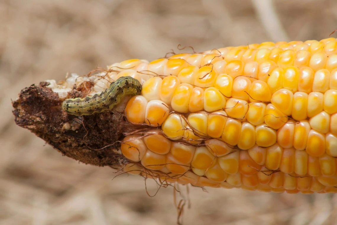 A caterpillar crawling on a partially eaten ear of corn.