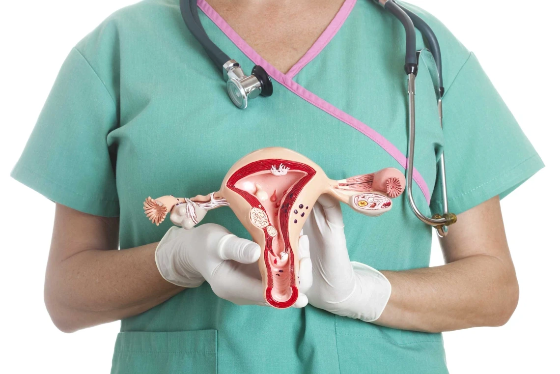 Healthcare professional in scrubs holding a model of the female reproductive system.