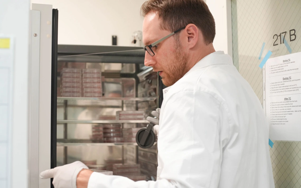 A person in a white lab coat and gloves is opening a laboratory incubator filled with petri dishes.