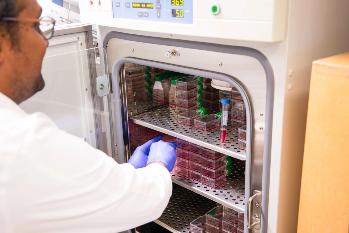 A person in a lab coat and gloves is placing a container into a lab incubator with other similar containers inside.