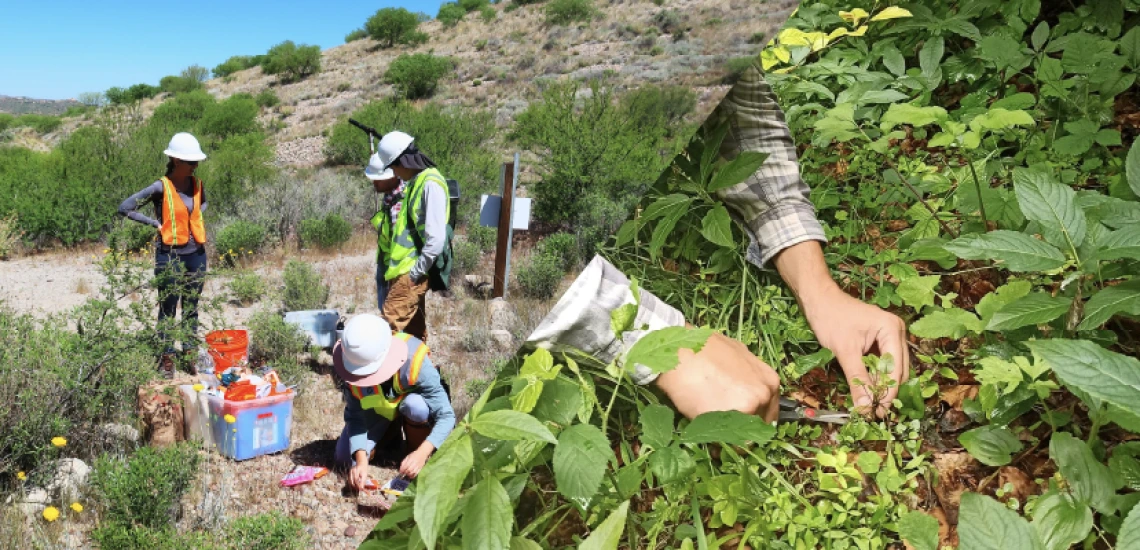 Plant-Soil-Environment Lab Header Image