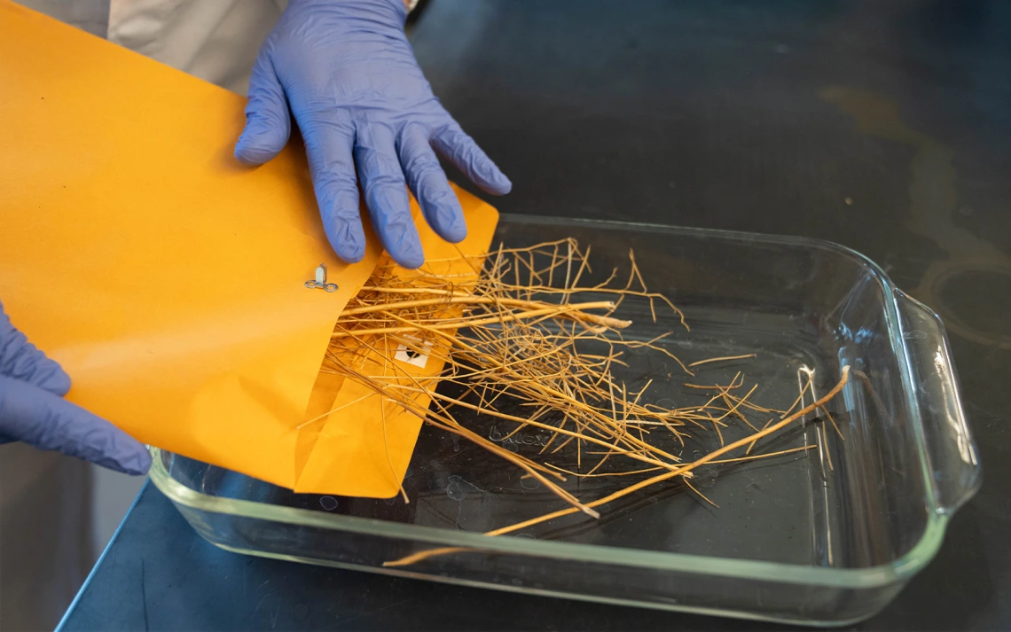 A person wearing blue gloves is pouring dried plant material from a large yellow envelope into a glass dish.