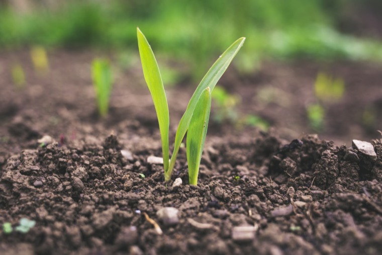Green plant growing out of soil. - Roman Synkevych, Unsplash