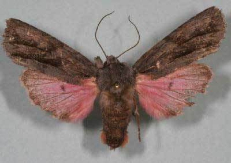 Moth with brown and pink wings - Bruce Walsh, UArizona