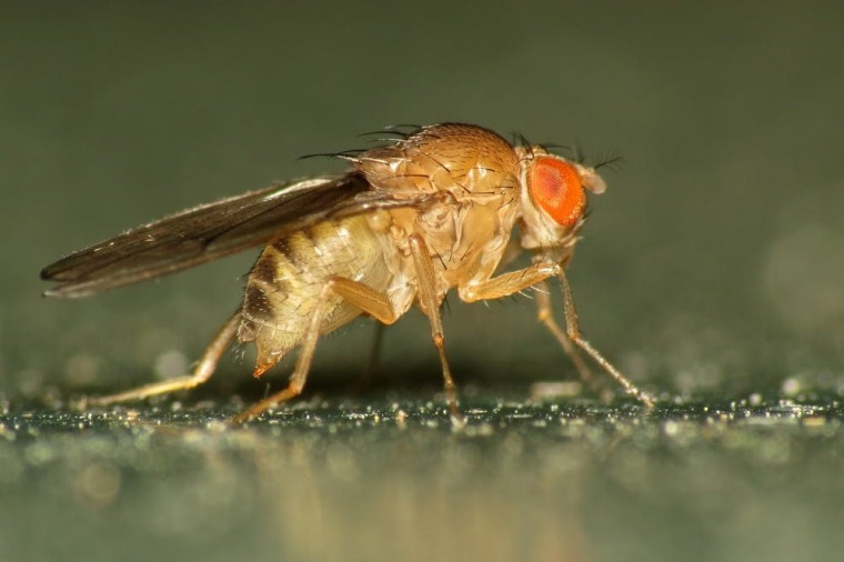A fruit fly lands on a compost heap. 