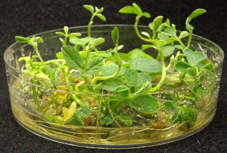 Transgenic soybeans in the last stages of tissue culture.