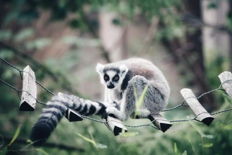 black and white lemur standing on a wooden bridge above grass - Unsplash