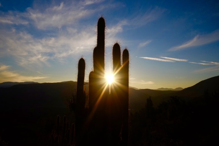 Sunset with sun shining on a cactus, Thomas Griggs, Unsplash
