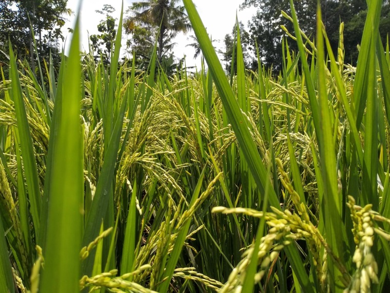 Green rice plants - Wiguna (Unsplash)