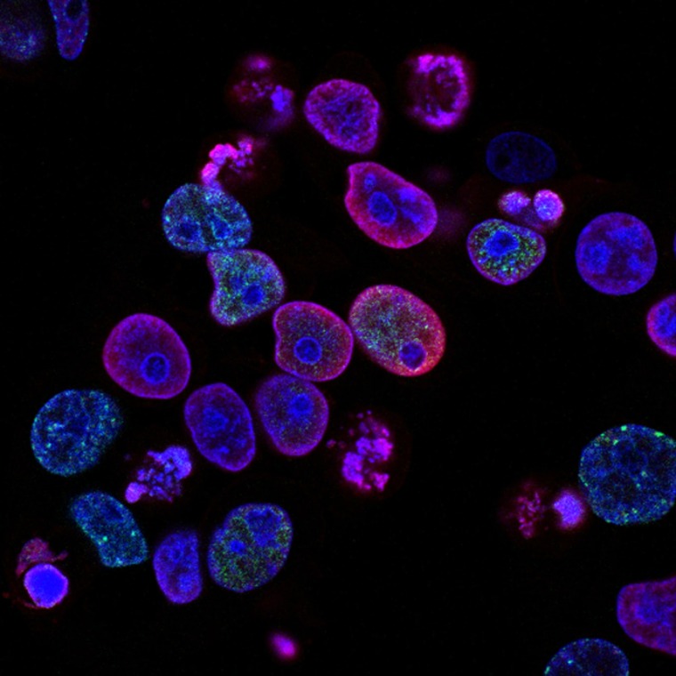 Immunofluorescence image of cells in blue and purple - Unsplash