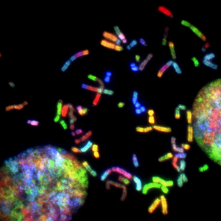 Karotype with multicolored chromosomes - Unsplash