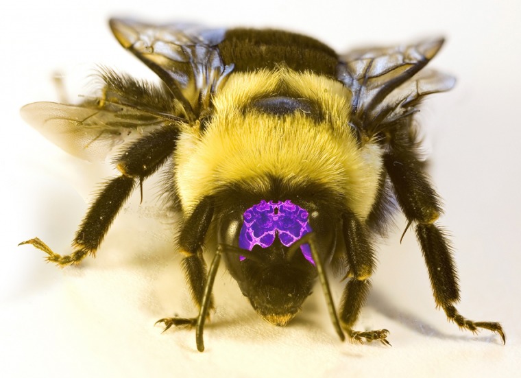 Closeup of black and yellow bumblebee with purple superimposed stained brain image on the head
