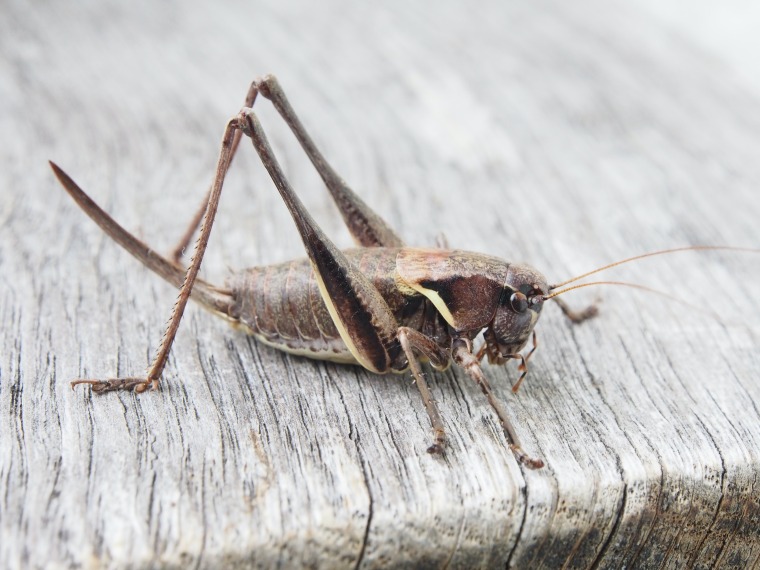 Brown grasshopper on a washed out wooden surface