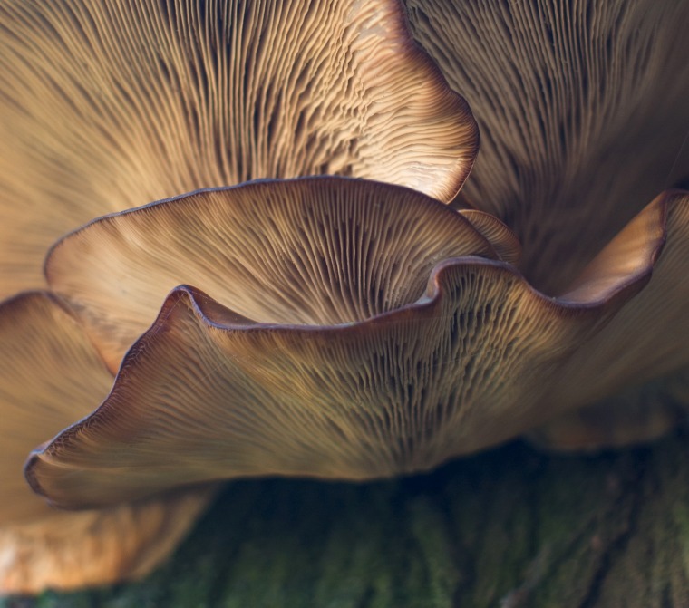 Up close image of tan and brown fungi