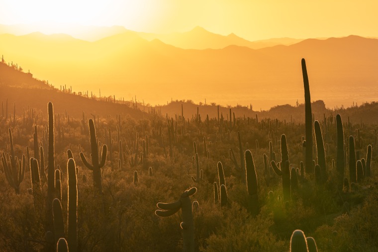 Sunset over Arizona landscape featuring Saguaro cacti and mountains in background