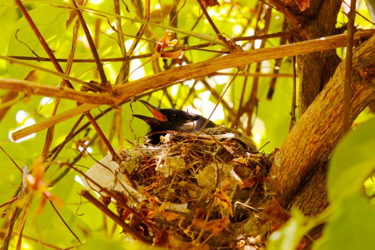 Dark bird sitting in its nest