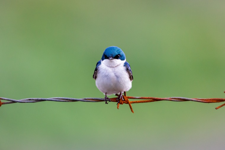 Bluebird sitting on barbed wire