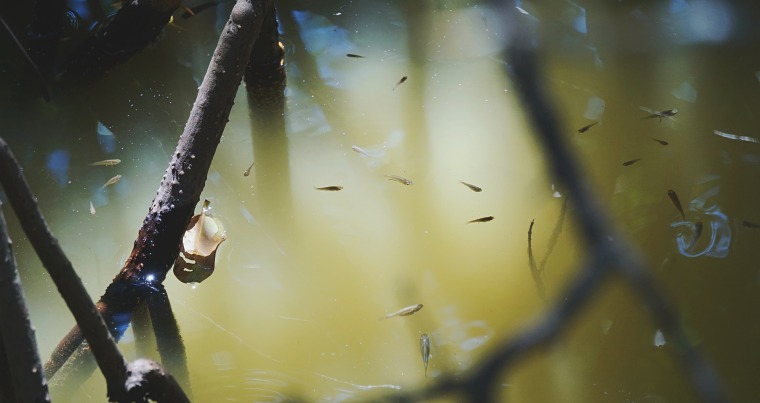 Tadpoles in murky-looking water