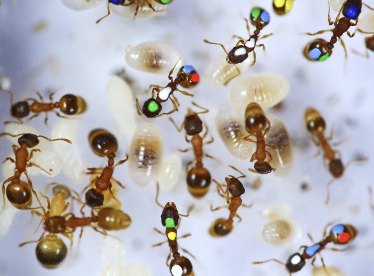 Ants with colorful marks on them to track activity