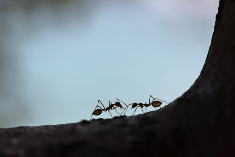 Two ants standing on a root