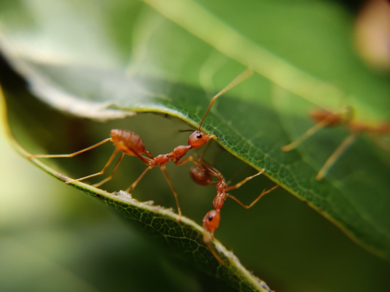 Two ants on a leaf