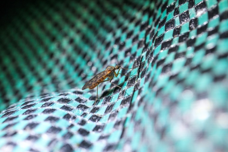 Mosquito on a black and aqua checkered background