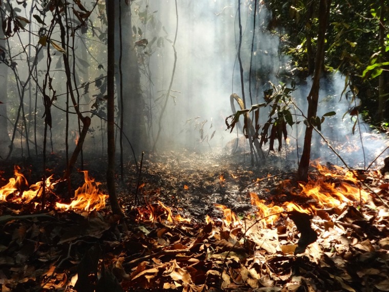 Smoke rises through the understory of a forest on fire in the Amazon region.