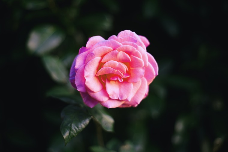 Vibrant pink flower