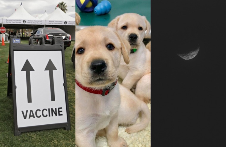 Collage image of vaccine sign, puppies, and an asteroid.