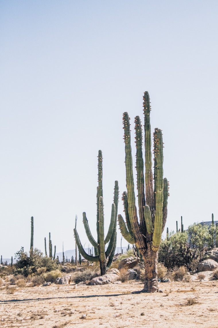 Saguaro cactus sandy desert landscape against clear, light blue sky