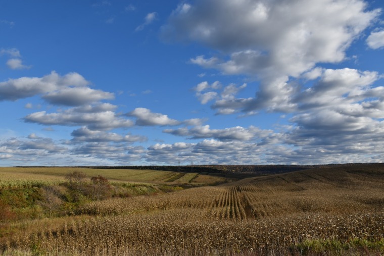 A field of corn in autumn under a blue sky with white clouds