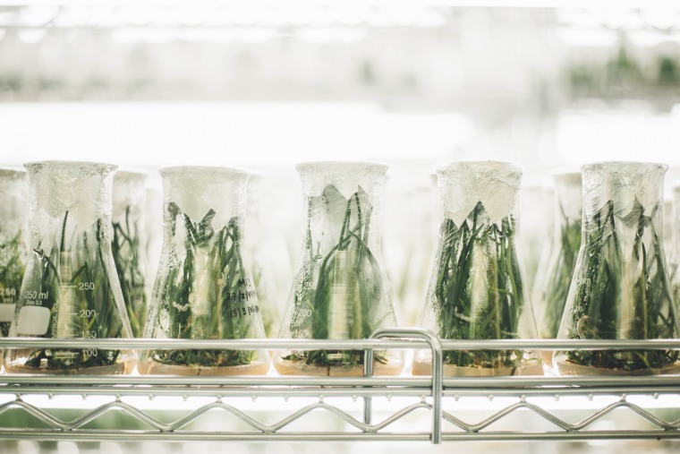 Plants inside a Lab