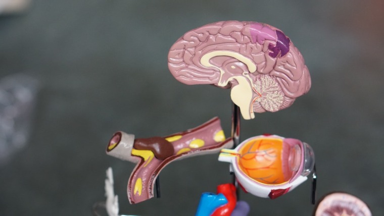 Model of a brain, eye, and other body parts.