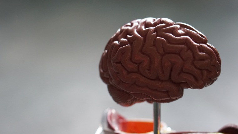 Model of  a human Brain.