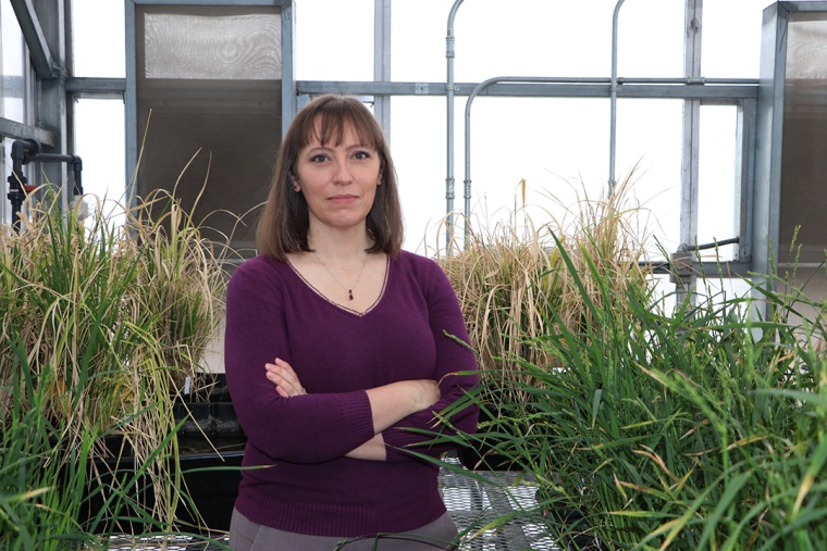 Dr Rebecca Mosher standing between plants.
