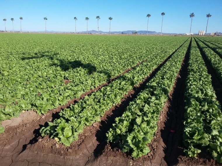 Field of lettuce in Yuma, Arizona