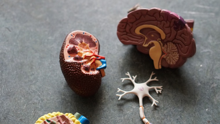 Kidney and Brain displays