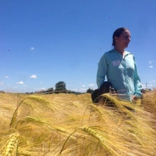 Person standing in a field of golden wheat under a blue sky with clouds.