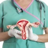 Healthcare professional in scrubs holding a model of the female reproductive system.