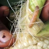 Corn earworm on a partially husked corn cob being held by a person with a visible fingernail mark.