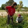 Two people gardening in a sunny field, one standing with a shovel and the other kneeling and examining plants, with trees and clear sky in the background.