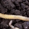Close-up image of a small, translucent corn rootworm crawling through moist soil. 