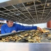 A worker inspects crabs on a sorting tray at a seafood processing facility.