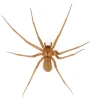 Brown recluse spider